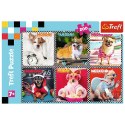 Puzzle Trefl 200 el. (113279)