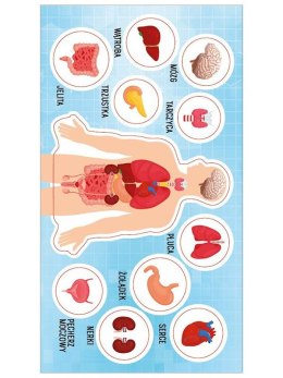 Naklejka (nalepka) anatomia człowieka Ranok Creative