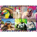 Puzzle zwierzaki 4x250 el. Trefl (13313)