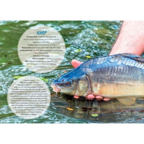 Kalendarz ścienny wędkarski rodzinny 280mm x 200mm Lucrum (WL14)