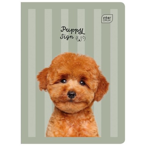 Zeszyt GIRLS A5 32k. 70g linia kolor Interdruk