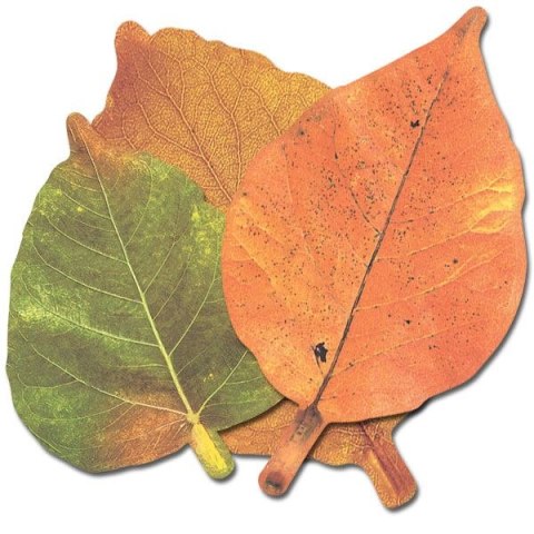 Ozdoba papierowa Craft-Fun Series liście papierowe Titanum (24XQ0501-9)