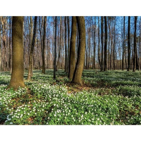 Kalendarz ścienny 13-planszowe 320mm x 470mm Lucrum (RW04)