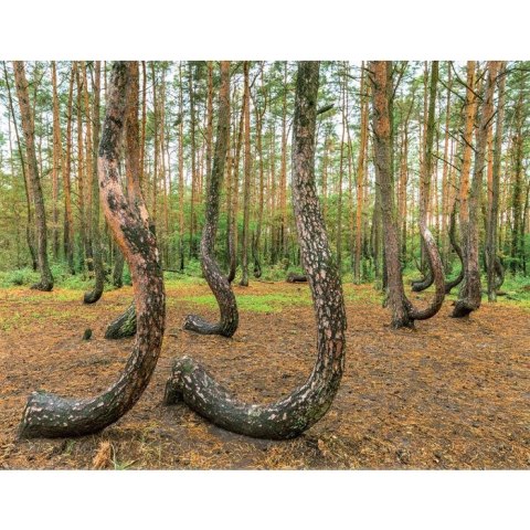 Kalendarz ścienny 13-planszowe 320mm x 470mm Lucrum (RW04)