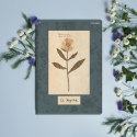 Zeszyt FLOWERS A5 60k. 70g linia Top 2000 (400169420)