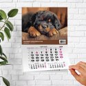Kalendarz ścienny JEDNODZIELNY PIES A4 210mm x 295mm Press
