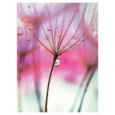 Zeszyt A5 60k. 70g linia Gimboo (16256271-98)