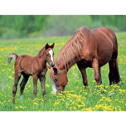 Kalendarz ścienny 13-planszowe 320mm x 470mm Lucrum (RW14)