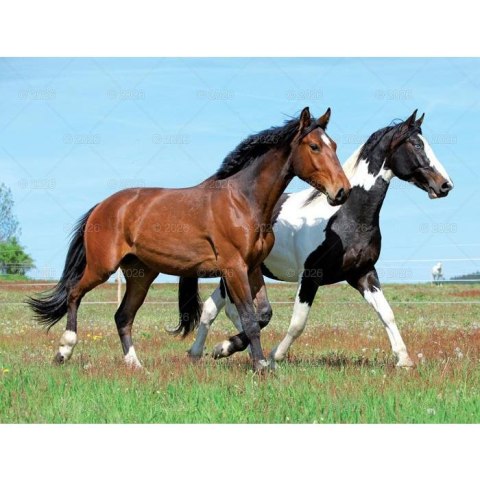 Kalendarz ścienny 13-planszowe 320mm x 470mm Lucrum (RW14)