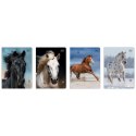 Zeszyt WILD HORSES A5 16k. 70g linia kolor Interdruk