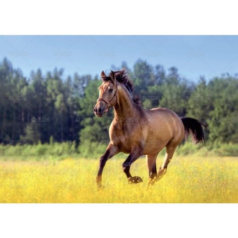 Kalendarz ścienny konie w plenerze rodzinny 280mm x 200mm Lucrum (WL10)