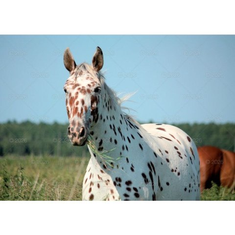 Kalendarz ścienny konie w plenerze rodzinny 280mm x 200mm Lucrum (WL10)