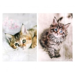 Teczka kartonowa na gumkę Kotki A4 mix Starpak (559717)