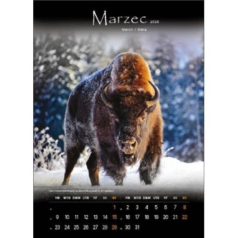 Kalendarz ścienny TAJEMNICZE BIESZCZADY WIELOPLANSZOWY 330mm x 500mm Jotan (WP127)