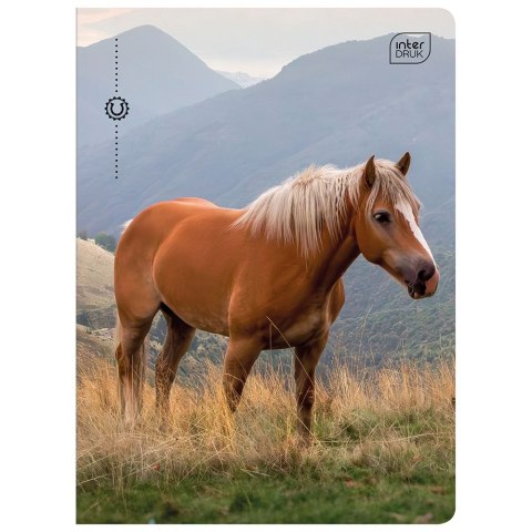 Zeszyt WILD HORSES A5 32k. 70g linia kolor Interdruk