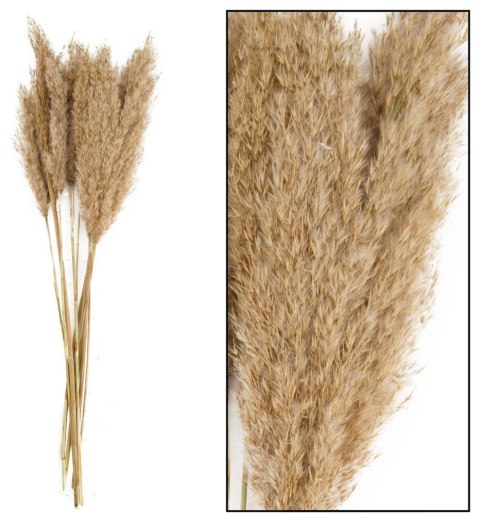 Kwiaty Trawa Plume 80-90cm 12-14szt naturalna Home And Garden (3052) Kwiaty Trawa Plume 80-90cm 12-14szt naturalna Home And Garden (3052)