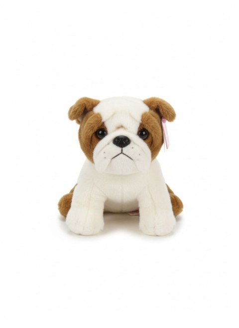 Pluszak pies Buldog [mm:] 300 Anek (84404BU)
