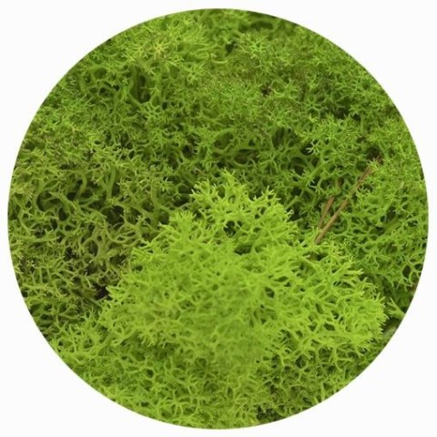 Dekoracja dekoracja florystyczna mech chrobotek reniferowy Titanum (100 gram)