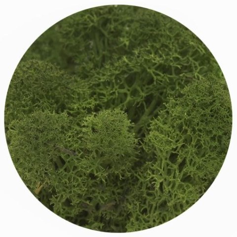 Dekoracja dekoracja florystyczna mech chrobotek reniferowy Titanum (100 gram)