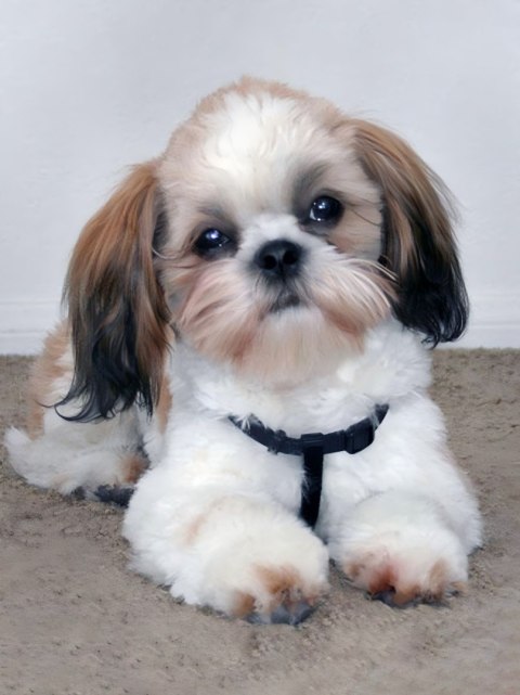 Zestaw kreatywny Diamentowa mozaika 30x40cm Shih tzu Flamingo Line (1(98))
