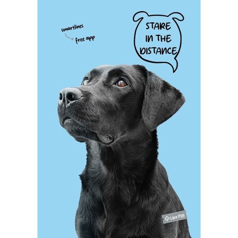 Zeszyt A4 Pets 40k. krata Mar Mar (MM 1211638884)