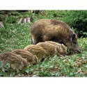 Kalendarz ścienny DZIKA PRZYRODA 13-planszowe A3+ 320mm x 470mm Lucrum (RW07)