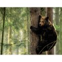 Kalendarz ścienny DZIKA PRZYRODA 13-planszowe A3+ 320mm x 470mm Lucrum (RW07)