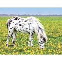 Kalendarz ścienny KONIE WOBIEKTYWIE 13-planszowe 320mm x 470mm Lucrum (RW14)