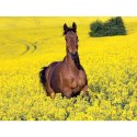 Kalendarz ścienny KONIE WOBIEKTYWIE 13-planszowe 320mm x 470mm Lucrum (RW14)