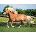 Kalendarz ścienny KONIE WOBIEKTYWIE 13-planszowe 320mm x 470mm Lucrum (RW14)