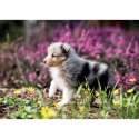 Kalendarz ścienny PSY I PIESKI 13-planszowe 320mm x 470mm Lucrum (RW8)