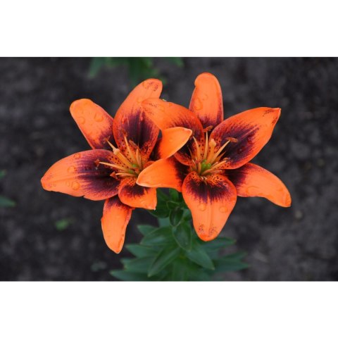 Kalendarz ścienny wieloplanszowe - rodzinny 280mm x 200mm Beskidy (KR)