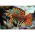 Puzzle Colourf.Nature 11 Mandarinfish 250 el. Interdruk