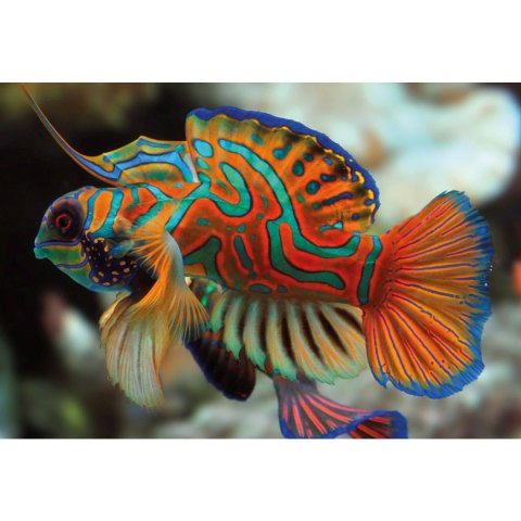 Puzzle Colourf.Nature 11 Mandarinfish 250 el. Interdruk